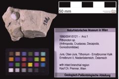 Foto (Objekt + Etiketten) von Pithonoton sp. (NHMW-GEO-1990-0041-0121)